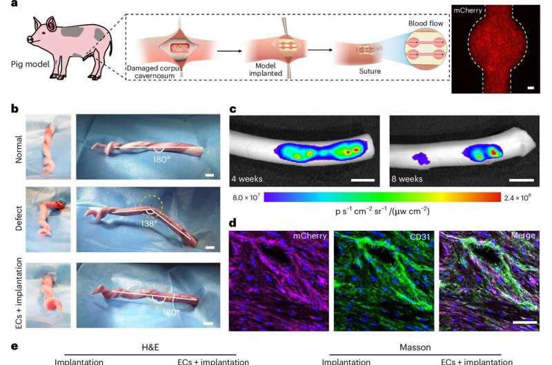 3D printed penis tissue restores erectile function of rabbits and pigs, helps reproduce