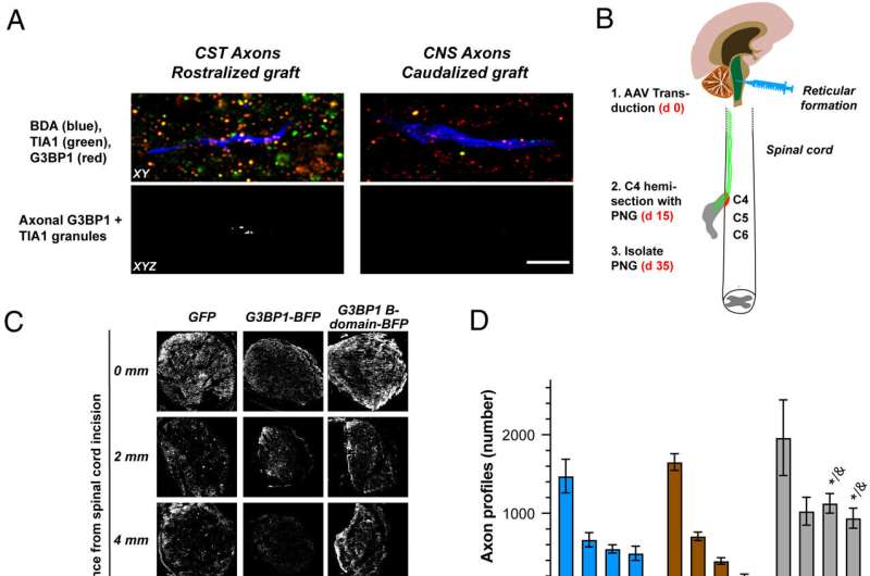 Research team unlocks clues to repairing damaged nerves