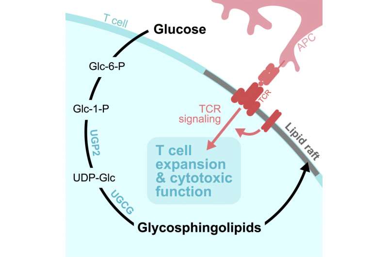 'Sweet' discovery reveals how glucose fuels cancer-fighting immune cells