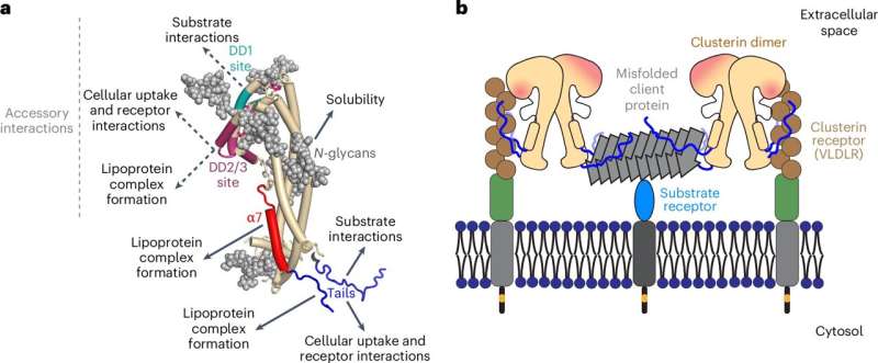 New insights into the function of a risk factor for Alzheimer's disease