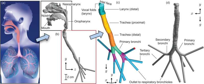 Defining the physiological domain. Credit: PLOS One (2025). DOI: 10.1371/journal.pone.0335962 The mechanics of secondary lung infections, explained
